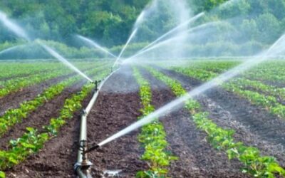Agua y producción agrícola: pilares de la seguridad alimentaria mundial
